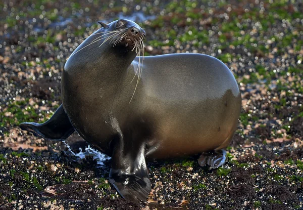 Kappelzrobbe (arctocephalus pusillus pusillus)) — Stockfoto