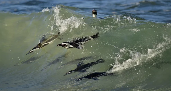 Penguin, african, swimming, birds, colony, underwater, amphibians, cape town, boulders — Stock Photo, Image