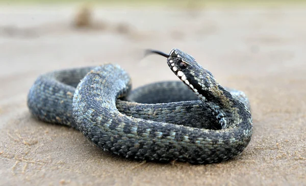 欧洲毒蛇 (蝰蛇 Berus) — 图库照片