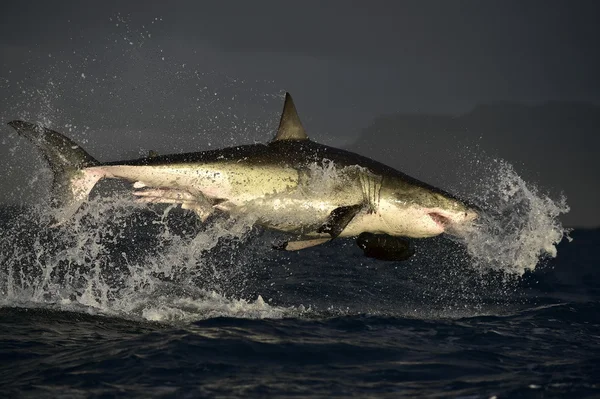 Flying Great White Shark. — Stock Photo, Image