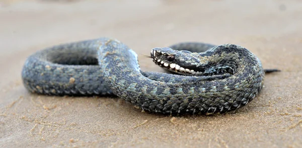 沙滩上的欧洲毒蛇 . — 图库照片