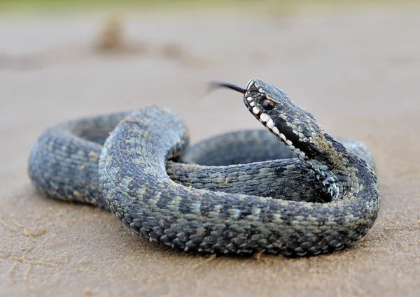 Europejska Viper na piaszczystej plaży . — Zdjęcie stockowe