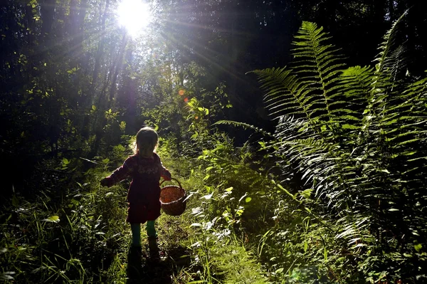 Adorable niña senderismo en el bosque en el día de verano . — Foto de Stock
