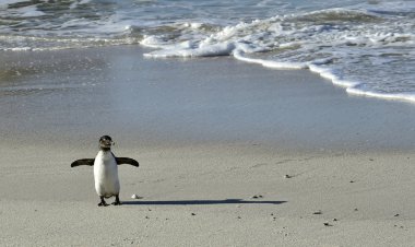 Afrika pengueni ve gölgesi.