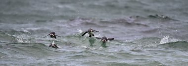 Okyanusta yüzmeye Afrika penguenler.  