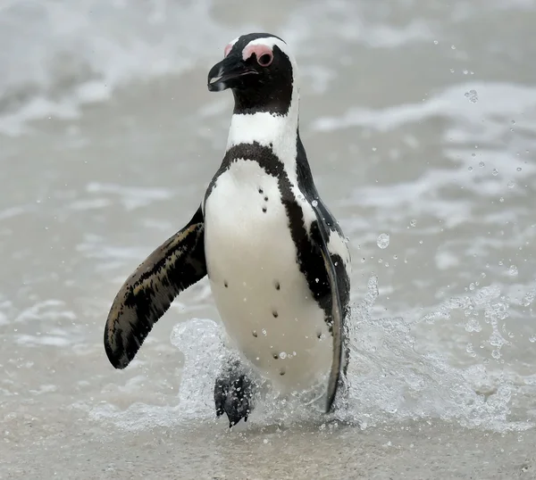 Pinguini africani . — Foto Stock