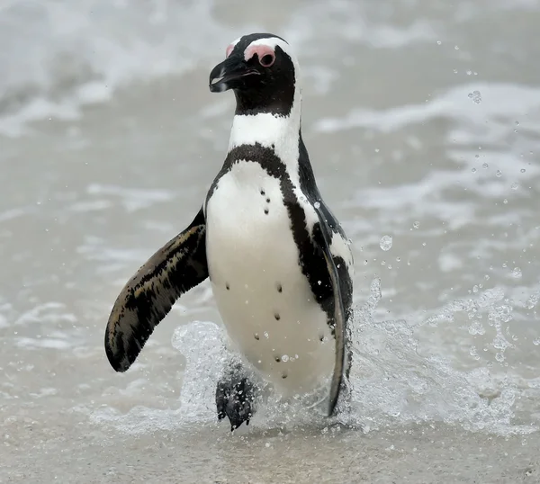 African penguins. — Stock Photo, Image