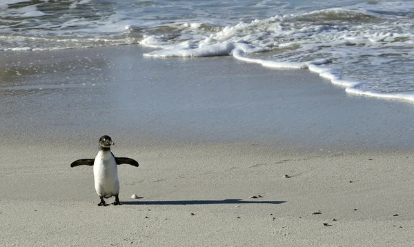 Pinguim africano e sombra . — Fotografia de Stock
