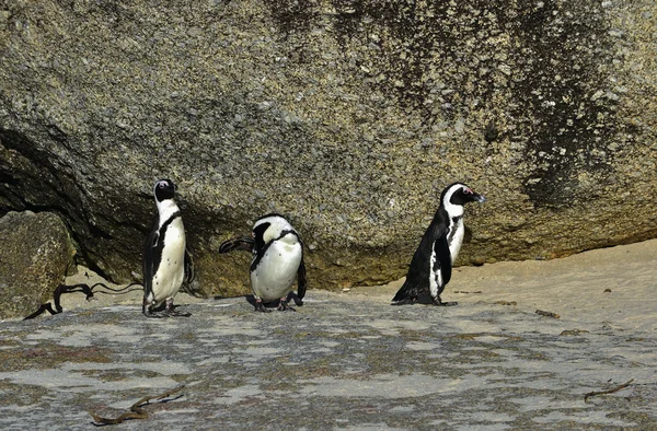 Pingüinos africanos  . — Foto de Stock