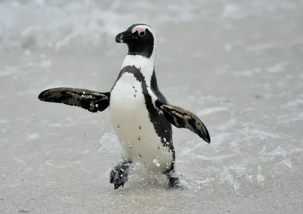 Afrikanska pingviner. — Stockfoto