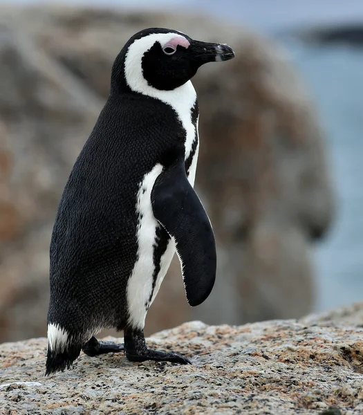 Pingüinos africanos . — Foto de Stock