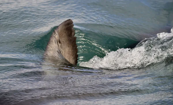 Haai fin boven water. — Stockfoto