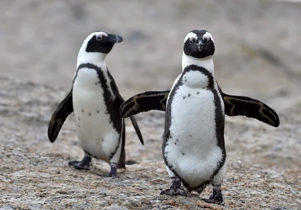 Африканские пингвины . — стоковое фото