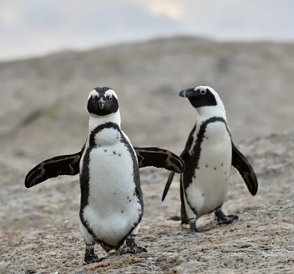 African penguins. — Stock Photo, Image