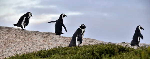 African penguins.