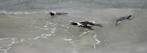 African penguins swimming in ocean. — Stock Photo, Image