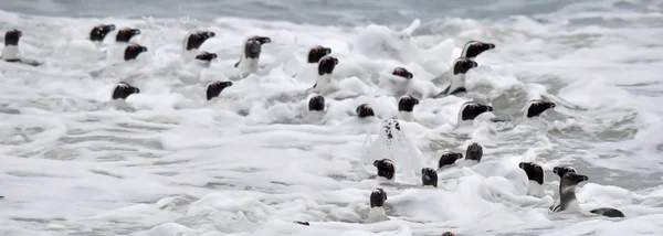 Africké tučňáci, koupání v oceánu. — Stock fotografie