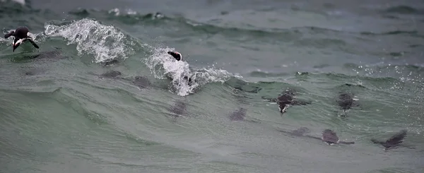 Pinguins africanos nadando no oceano . — Fotografia de Stock