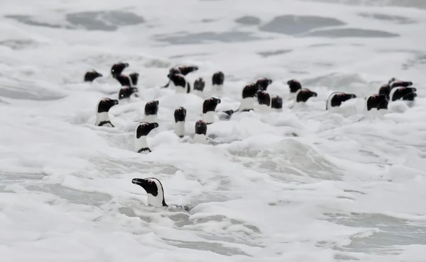 African penguins swimming in ocean. — Stock Photo, Image