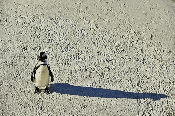 Pingouin africain et ombre . — Photo