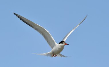 Common Tern ( Sterna Hirundo ) flying 