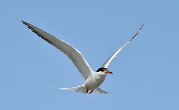 Common Tern ( Sterna Hirundo ) flying — Zdjęcie stockowe