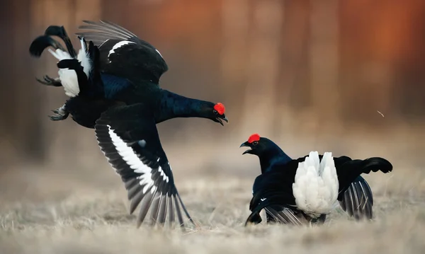 Lupta cu Black Grouse — Fotografie, imagine de stoc