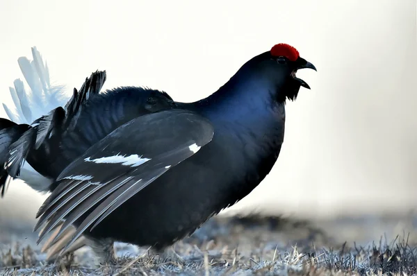 Portret van een prachtige lekking black grouse — Stockfoto