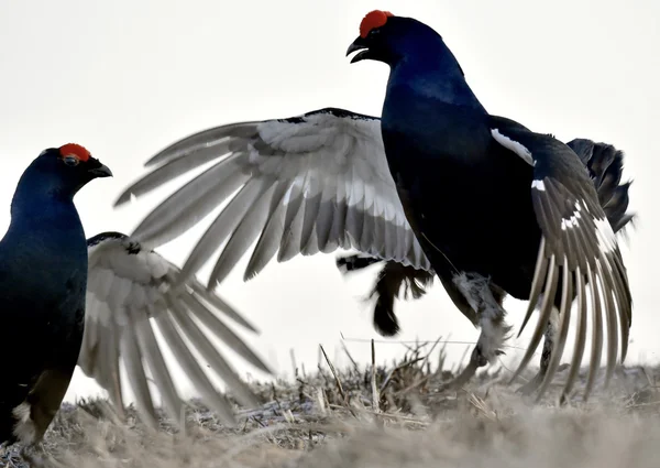 Lupta cu Black Grouse — Fotografie, imagine de stoc