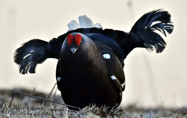 Шикарный lekking black grouse — стоковое фото