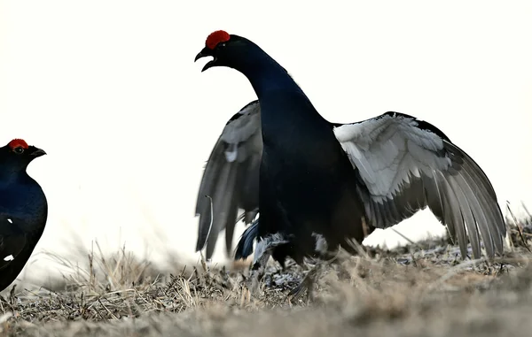 Шикарный lekking black grouse — стоковое фото