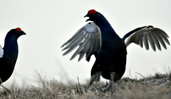 Lucha contra el urogallo negro — Foto de Stock