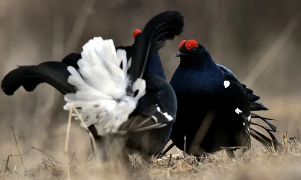 Lotta al gallo nero — Foto Stock