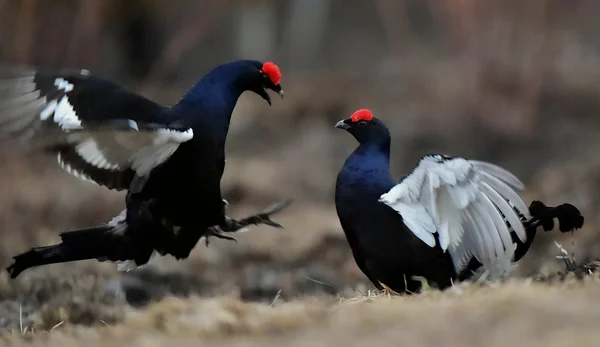 Fighting Black Grouse — Stock Photo, Image