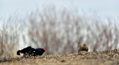 Muhteşem lekking Kara Orman Tavuğu portresi