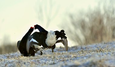 siyah, yakınmaların mücadele