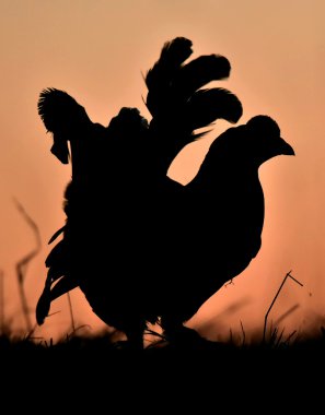 Lekking Kara Orman Tavuğu silüeti