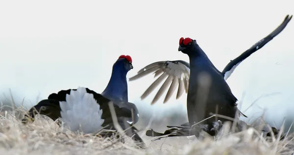 Fighting Black Grouse — Stock Photo, Image