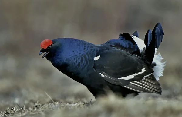 Ritratto di un bellissimo gallo nero lekking — Foto Stock