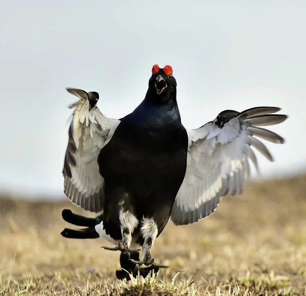 Prachtige lekking korhoen — Stockfoto