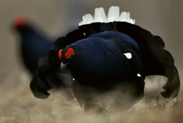 Шикарный lekking black grouse — стоковое фото