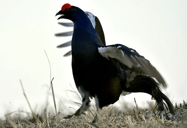 Portrait of a Gorgeous lekking black grouse — Stock Photo, Image