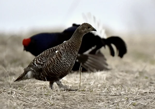 Prachtige lekking korhoen — Stockfoto