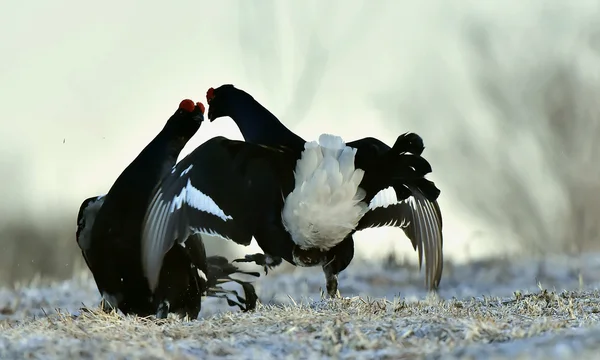 Fighting Black Grouses — Stock Photo, Image