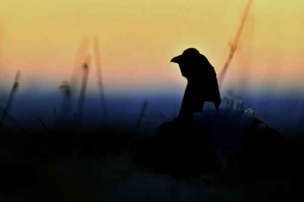 Silhouette of Lekking Black Grouse — Stock Photo, Image