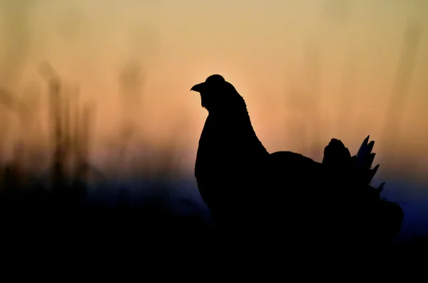 Silhouette of Lekking Black Grouse — Stock Photo, Image