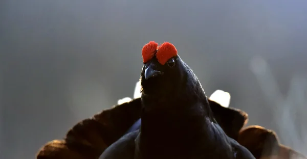 Gorgeous lekking black grouse (Tetrao tetrix). — Stock Photo, Image