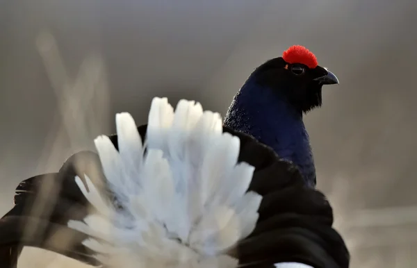 Prachtige lekking korhoen — Stockfoto