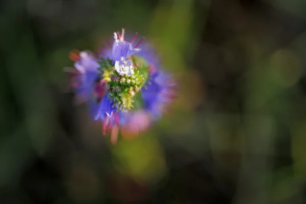 Verschwommen von blauen Blumen — Stockfoto