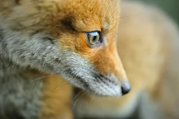 Retrato de uma raposa vermelha (Vulpes vulpes ) — Fotografia de Stock